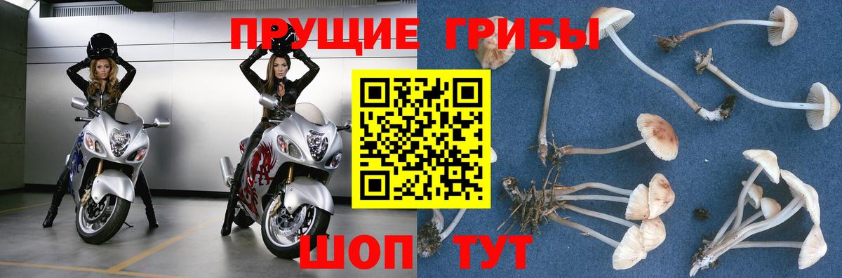 Галлюциногенные грибы Cubensis Вольск